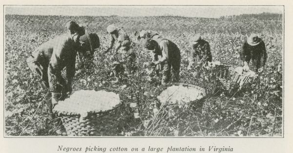 African Americans picking cotton on a large plantation in Virginia.