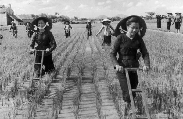 Propaganda photograph of North Vietnamese women cultivating rice. The caption supplied with the photograph reads: "With the determination to defeat the U.S. agressionism we strive for a good harvest. This photograph was received from the National Coordinating Committee Against the War in Vietnam for publication in its newsletter.