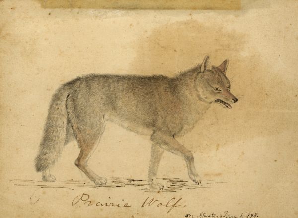 Drawing of Prairie Wolf.