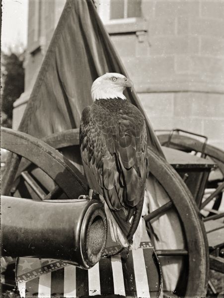 Old Abe, Wisconsin War Eagle, perched on a stars and stripe shield near a cannon at the Wisconsin State Capitol. There is a flag in the background.