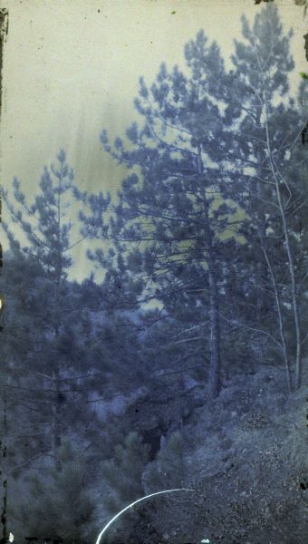 Autochrome photograph of fir trees in forest.
