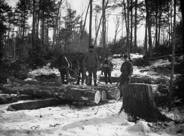 A cutting crew of three men posing in the woods with a work horse next to felled trees.