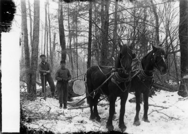 Two logging workers pose with their team of horses who are hitched to a go-devil, used for skidding logs to a road or landing.