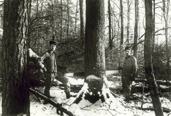 Two lumberjacks pose with a saw which they're using to fell a pine tree.