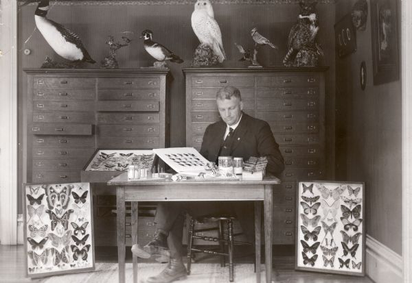 A man seated in front of specimen drawers examines several varieties of moths and butterflies. On top of the cases are several taxidermy mounts including owls, a duck, a goose and blue jay.