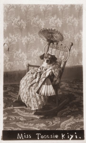 Photographic postcard of small dog dressed in a dress, with a hand fan, and an umbrella or parasol, sitting in a rocking chair. The photograph is captioned "Miss Tootsie Kiyi". The dog belonged to the Middleton family.
