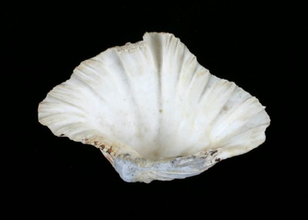 A seashell which served as a religious font in a church.