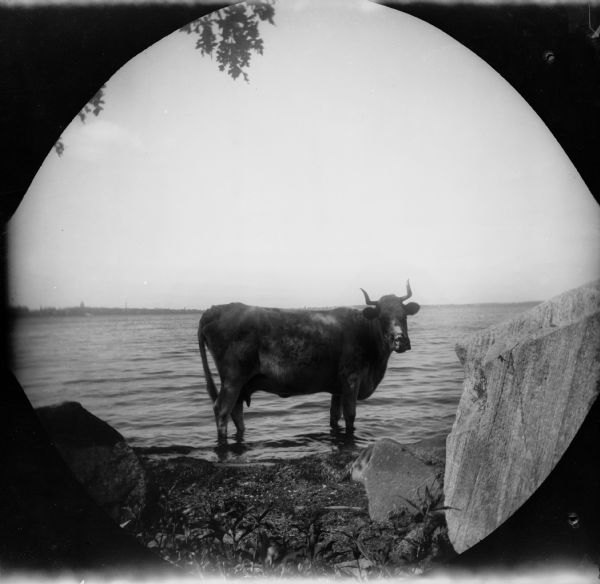 A bull ("cow") stands in the water on the shoreline of Lake Monona.