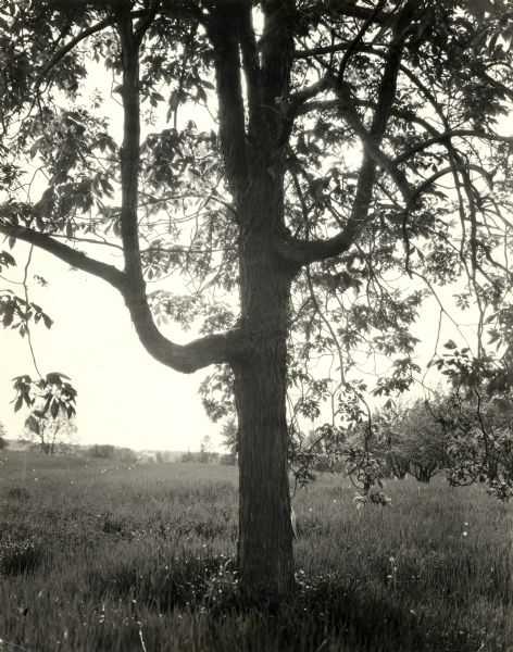 Shagbark hickory tree in a field.