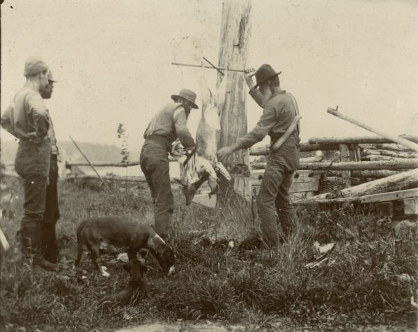 Two men removing the skin from a deer carcass hanging from a tree as two other men look on. Two dogs are lingering nearby.