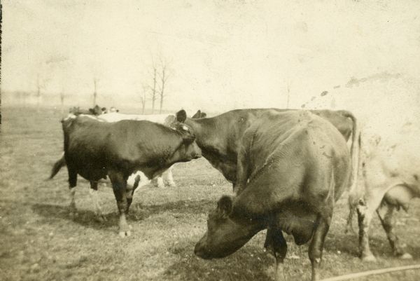Outdoor view of several cows belonging to the Eken family, who owned a dairy.
