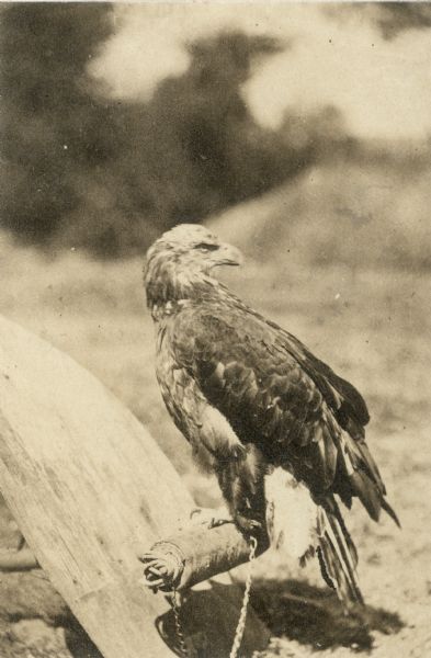 The mascot of the 8th Wisconsin Regiment, Old Abe as an adolescent standing on a shield perch outdoors. The young eagle stands in profile and his head feathers have not yet turned white.