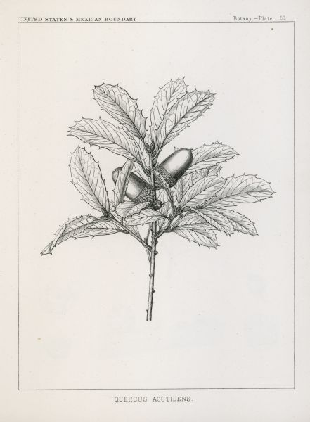 A drawing of a quercus acutidens plant.