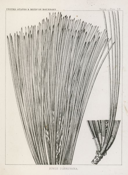 Drawing of the pinus torreyana plant.