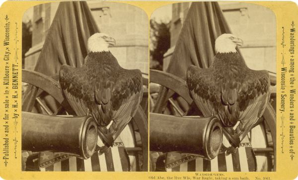 Old Abe, the Wisconsin War eagle, is perched outdoors with his wings stretched a little, on a stars and stripes shield near a cannon with a flag in the background. Title reads: "Old Abe, the live Wisconsin War Eagle, taking a sun bath." It is no. 1061 in the "Wayside Gems" series by H.H. Bennett.