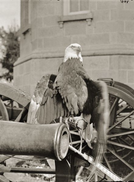 Old Abe, the eagle mascot of the 8th Wisconsin Infantry, posed on a cannon with the third Wisconsin State Capitol in the background. From 1864 until his death in 1881, Old Abe was kept in the Capitol building.