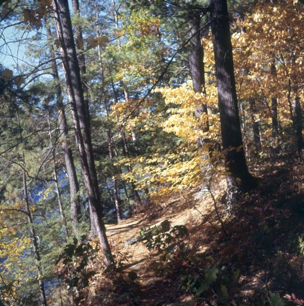 Hillside path at Narrows during the Fall. The river is visible beyond trees on the left.