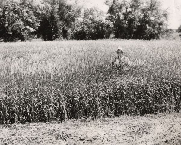 Man wearing a hat and standing in shoulder-high field of Reed Canary Grass. A swatch of grass in the foreground has been cut.