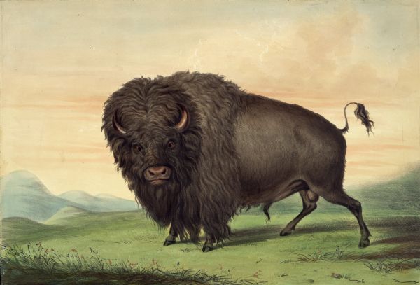 Depiction of a buffalo on the plains (Plate 2).<p>"This noble animal, which is the largest and most formidable of the ruminating species, existing in North America since the extinction of the Mastodon race, has been the most useful in contributing to Man's subsistence; and consequently most probably, allowed the longest the inhabit with him those vast and almost interminable regions of forest and prairie where the Great Spirit designed them to roam together.<p>By this portrait of a bull, which is a very faithful one, it will be seen that the American Buffalo is a very different variety of the Ox species from the buffalo of the eastern continent, and probably closely allied to if not exactly the same as the European Bison. These animals, which once were spread in vast herds over nearly all of North America, from the Rocky Mountains to the shores of the Atlantic, but now confined to a much narrower limit near the base of the Rocky Mountains, extending from the Mexican provinces in the south, to the latitude of Hudson's Bay in the north, are in size somewhat above the ordinary bullock, and their flesh of a delicious flavor, resembling and quite equal to the best of beef.<p>The flesh of the buffalo, which is easily procured, furnishes the Indians of those tracts of country over which they still roam, the means of a wholesome subsistence, and they live almost exclusively on it; converting the skins of the animals, their horns, their hoofs, and bones to the construction of dresses, shields, bows, etc."</p>