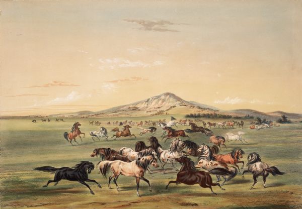 Horses cavorting on the plains (Plate 3).<p>"Next in importance to the buffalo, for the use of man, is the horse, which is found joint-occupant with the Indian and buffalo over most of the vast plains and prairies of America as yet unoccupied by cultivating Man. These, though not aborigines, may still have been, by the inscrutable design of Providence, placed in this country for the benefit of man, and we therefore find him in almost every part of North America mounted upon their backs, his faithful and attached friends and companions in deadly war and in the excitements of the chase.<p>By several times forcing myself into close company with these bands on the prairie, on a fleet horse; and by often deliberately reconnoitering them with a good glass, as well as from the many thousands of them I have seen in the use of the Indians, I have found them to be generally small and delicate of limb, but tolerably fleet and a band together, completely and most pleasingly mottled; often presenting as many varieties of colors and forms of marks as a kennel of hounds. They are certainly animals capable of performing wonderful feats and of enduring great fatigue and like the buffalo, subsist entirely on the grass of the prairies and that in very cold as well cold as well as in southern latitudes."</p> 