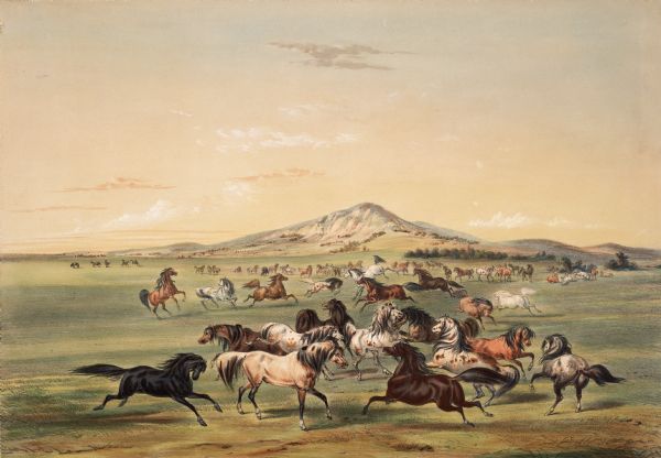 Horses cavorting on the plains (Plate 3).<p>"Next in importance to the buffalo, for the use of man, is the horse, which is found joint-occupant with the Indian and buffalo over most of the vast plains and prairies of America as yet unoccupied by cultivating Man. These, though not aborigines, may still have been, by the inscrutable design of Providence, placed in this country for the benefit of man, and we therefore find him in almost every part of North America mounted upon their backs, his faithful and attached friends and companions in deadly war and in the excitements of the chase.<p>By several times forcing myself into close company with these bands on the prairie, on a fleet horse; and by often deliberately reconnoitering them with a good glass, as well as from the many thousands of them I have seen in the use of the Indians, I have found them to be generally small and delicate of limb, but tolerably fleet and a band together, completely and most pleasingly mottled; often presenting as many varieties of colors and forms of marks as a kennel of hounds. They are certainly animals capable of performing wonderful feats and of enduring great fatigue and like the buffalo, subsist entirely on the grass of the prairies and that in very cold as well cold as well as in southern latitudes."</p>
