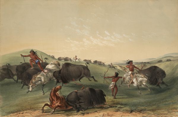 Indians on foot and horseback hunting buffaloes (Plate 7).<p>"The buffalo is a harmless and timid animal until severely wounded, or closely pursued, when it often turns upon horse and rider with a great rage and shocking disaster, unless a sudden escape can be made from its relentless fury. When closely pursued by the horse, and held a little too long in familiar company, the bull will often suddenly wheel around, receiving horse and rider on his horns, at the imminent hazard of the limbs and lives of both.<p>In this group is seen the position and expression of the Indian and the buffalo, at the moment the arrow has been thrown and buried to the feather in the animal's side. In the front of the picture, the wounded bull is seen dying, whilst wreaking his vengeance upon the horse; and on the left, another bull goring the horse of this assailant, who is forced from his seat and obliged to pass over the backs of several animals, which is often the case when they are running in numerous and confused masses. In this instance is seen the blade of the arrow protruding from the wound on the opposite side of the animal to that where it entered, one of the frequent occurrences of the kind, illustrating the great force with which the Indian's arrows are occasionally sent, passing entirely through the animal's body."</p>