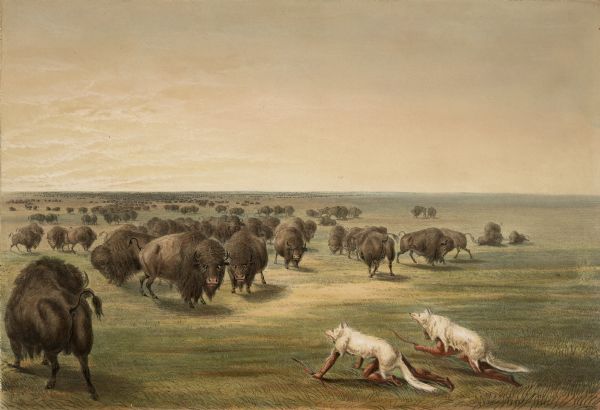 Indians disguised as wolves hunting buffaloes (Plate 13).<p>"Of the white wolf and its habits I have given an account in Plate 10, and although these animals live chiefly on the flesh of the buffalo, they are often seen in large bands freely intermingling with the grazing herds, which their sagacity prevents them from attacking where there are numbers together, able and pugnacious enough to protect each other from any attacks by their canine companions. The buffaloes are very sagacious, and a sense of danger induces them to congregate in numerous herds for mutual protection. They are aware of their own superiority in combined force, and seem then to have no dread of the wolf, allowing him to sneak amidst their ranks, apparently like one of their own family."</p>