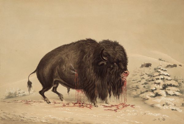 Buffalo wounded by spear or arrow in the snow (Plate 16).<p>"The reader has here, a striking illustration of the deadly effects of the Indian's arrow, and also as an emphatic representation of one of the largest specimens of the buffalo bull, shot through the heart, at his last halt; his legs bending under his great weight, and his huge carcass ready to tumble down from loss of blood, which is pouring from his nostrils and mouth, as well as from the wounds in his side. Not only shot, but pinioned, by the arrows of the hunter, (who has already counted him amongst his victims and passed on to claim others of the throng,) the bull is thus left to struggle with death; and in that struggle, hobbles and reels along but a brief distance, wheezing and sighing through streams of frothy blood until he sinks upon his haunches, where he invariably rests for a few moments, bracing up with his fore legs, the noblest object of pity, until his last deep-drawn breath is gushed out, when he falls and rolls in death, without a kick or struggle."</p>