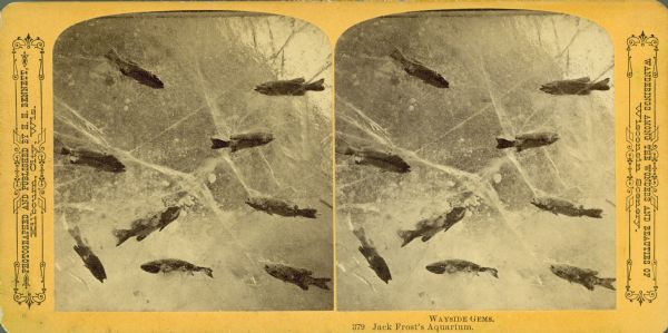 Stereograph of fish in the icy "Jack Frost's Aquarium." Text at right: "Wanderings Among the Wonders and Beauties of Wisconsin Scenery."