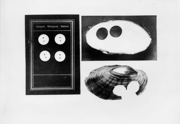 Finished package of buttons made from shells. Button package reads Fairport Biological Station.