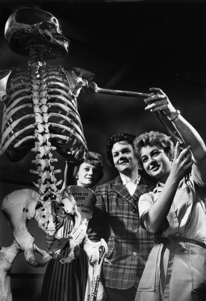 Three freshman students inspect a skeleton at the Marquette University medical school.