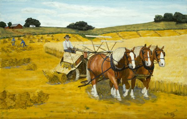 A team of three Belgian horses pulling a Deering binder through a field during the oat harvest. A farmer is driving the team, and other workers are in the background.