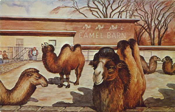 Watercolor painting by Jens von Sivers presented to the zoo by the Cuba Club, showing several camels in the yard in front of the camel barn at the Henry Vilas Zoo (Vilas Park Zoo). 
