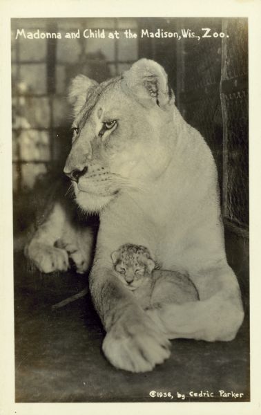 Mother lion cradling her cub at the Vilas Park Zoo (Henry Vilas Zoo). Caption reads: "Madonna and Child at the Madison, Wis., Zoo."