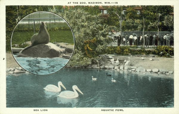 A postcard of the Henry Vilas Zoo (Vilas Park Zoo) depicting aquatic fowl, with an inset of a sea lion on a rock. Caption reads: "At the Zoo, Madison, Wis."  The caption on the back of the card reads: "Madison's zoo, with all of the great zoological families represented, is a delightful spot, a place to spend several pleasant hours."