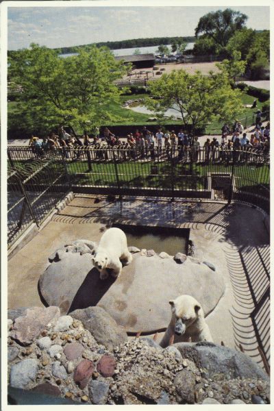 Elevated view of two polar bears in their enclosure at the Vilas Park Zoo (Henry Vilas Zoo). A crowd is gathered behind the fence, and in the far background is Lake Wingra.