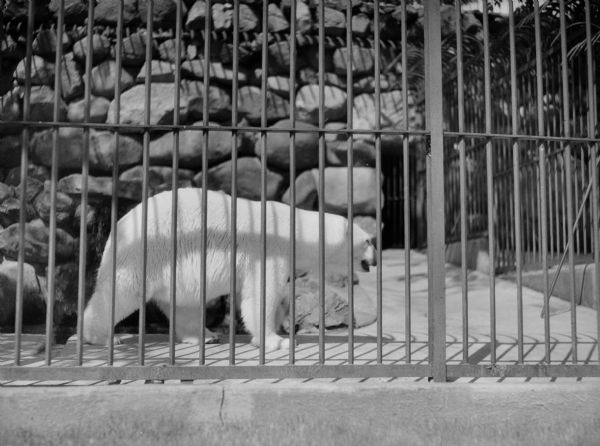 A polar bear in its cage at the Vilas Park Zoo (Henry Vilas Zoo).  This is one of many photographs made by Harold Hone to illustrate "Wisconsin: A Guide to the Badger State."