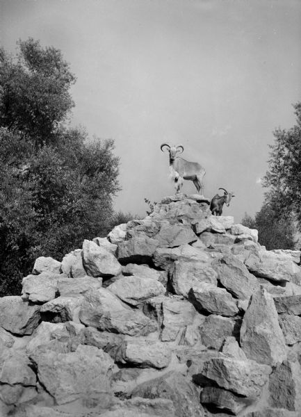 Several mountain goats standing on top of a structure of piled rocks at the Vilas Park Zoo (Henry Vilas Zoo).