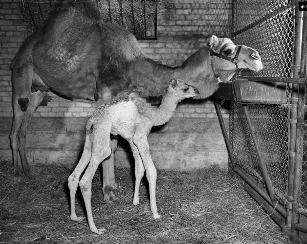 A Zor Shrine camel and its newly born baby at the Vilas Park Zoo (Henry Vilas Zoo).