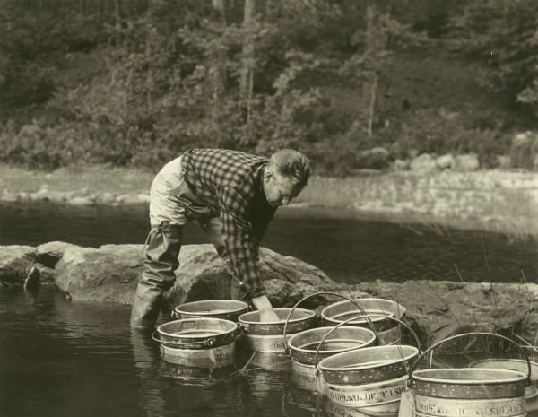 Conservation advocate Sigurd F. Olson stocking smallmouth bass in the canoe country near the Minnesota-Canadian border.