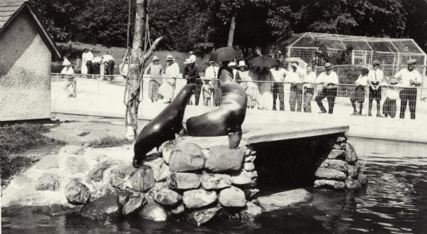 Visitors to the zoo watching two sea lions. Although not internally identified, this image is thought to represent Vilas Park Zoo (Henry Vilas Zoo). It appears in an album assembled by an unknown Madison resident during the 1920s.