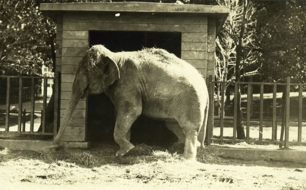 The elephant at the Vilas Park Zoo (Henry Vilas Zoo). This photograph appears in an album assembled by an unknown Madison resident, and it is thought to depict conditions during the late 1920s.