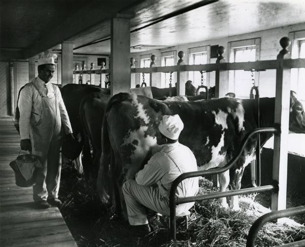 Barn interior on the Greene Farm with cows in stalls, with one man milking a cow, and another man standing and holding a bucket and milking stool.