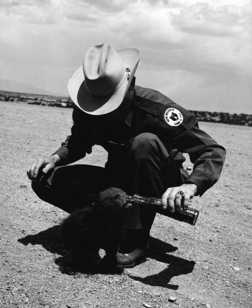Smokey Bear cub drinking from a bottle offered by a New Mexico Game Warden, possibly his handler, Homer C. Pickens.