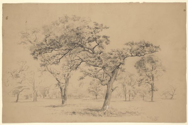 Pencil drawing of Bur Oaks in the oak savanna setting, one graceful detailed tree in the center foreground.