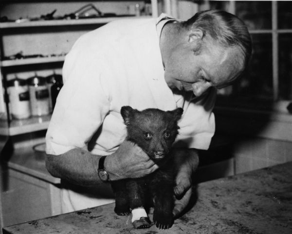 Smokey Bear cub receives treatment from Dr. Edwin J. Smith of Santa Fe, for burns he suffered in a forest fire.