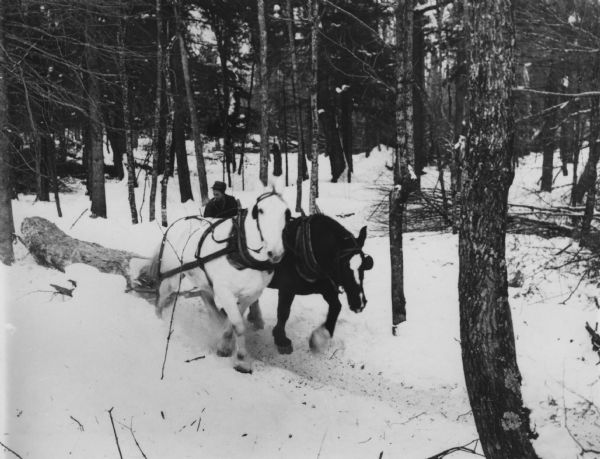 Man driving two horses which are skidding a log out of the woods to the logging road.