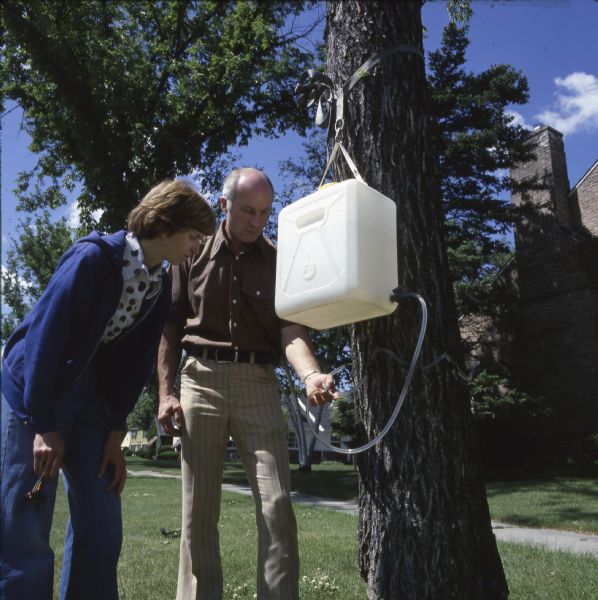 Two men applying systemic fungicide to an American Elm on a residential street through a gravity-feed.