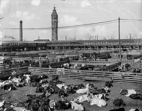 Elevated view of stock yards with cattle.