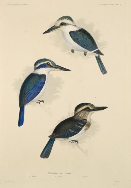 Large volume rare book entitled "United States Exploring Expedition". During the years 1838-1842 and under the command of Charles Wilkes, U.S.N. An Atlas of Mammalogy and Ornithology. Book contains illustrations. Plate number 15 illustrates three stages of Todiramphus tuta (Chattering Kingfisher). 1.adult 2.young 3.younger.